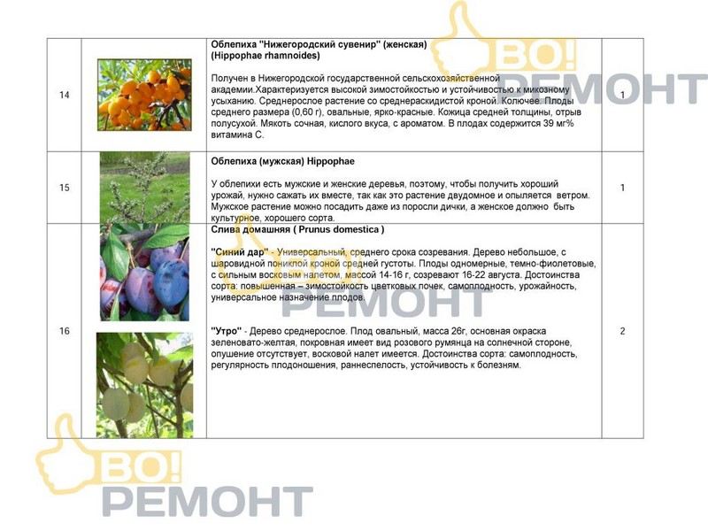 Проект благоустройства территории-102